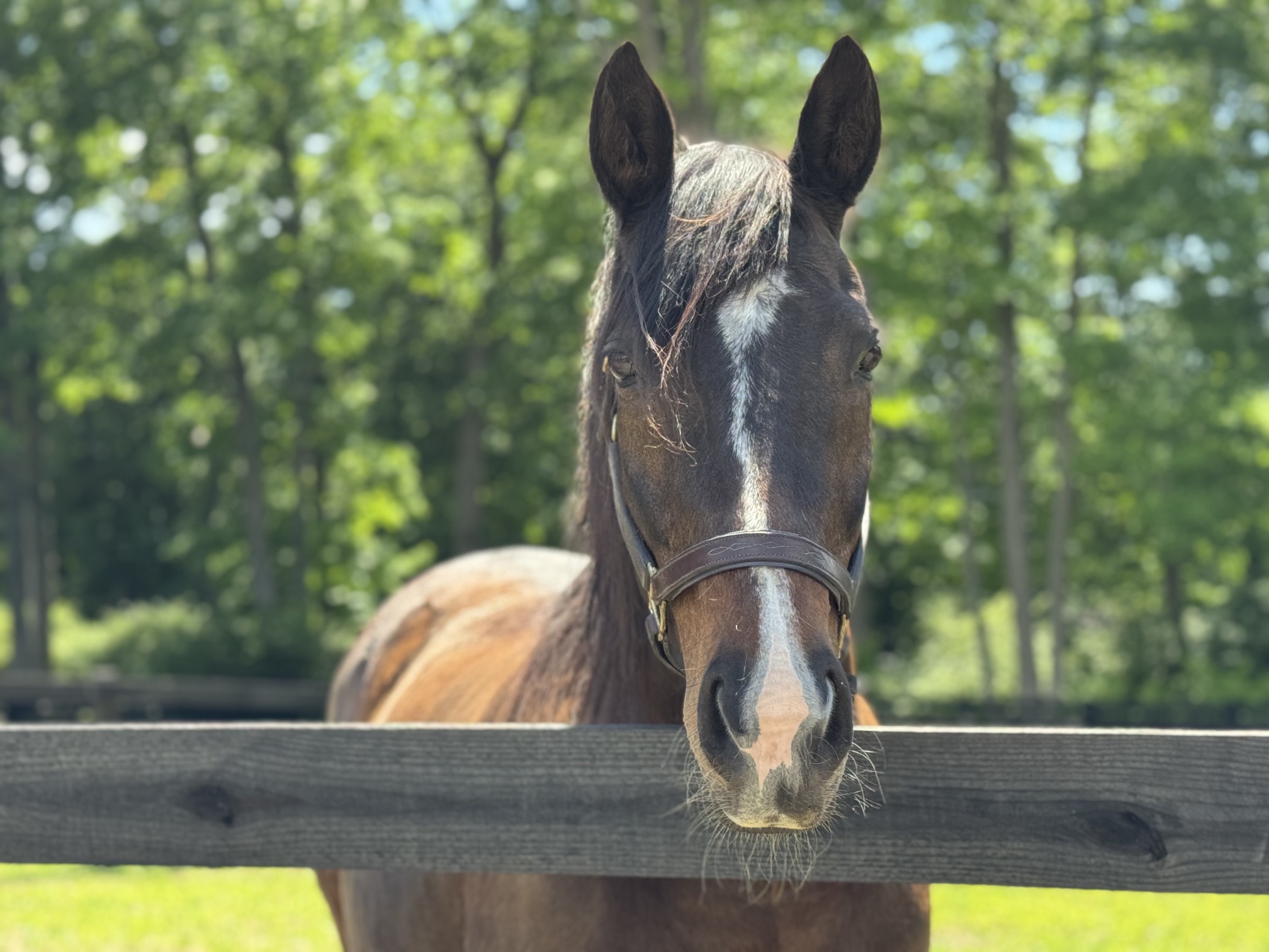 May the mare receiving care with Dr. Zap