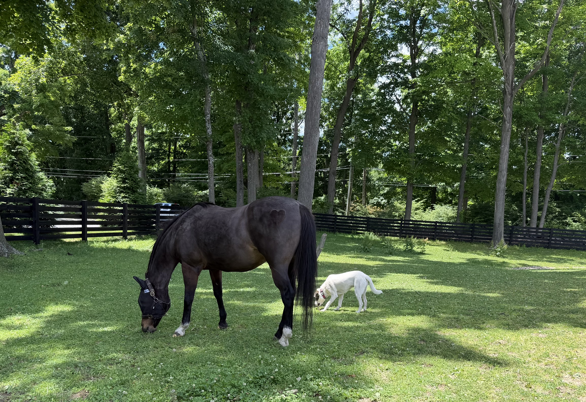 May the mare after integrative veterinary care