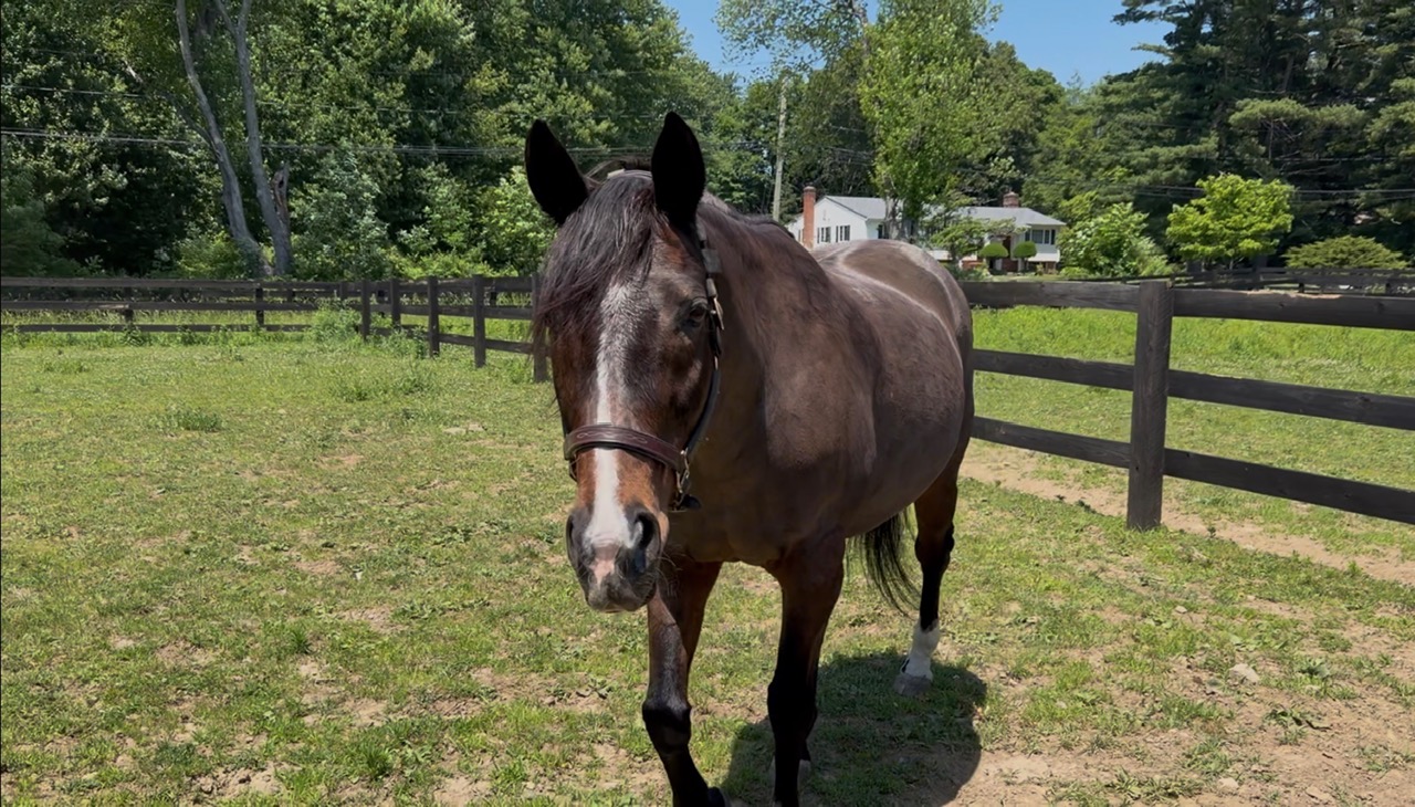 May the mare testimonial image